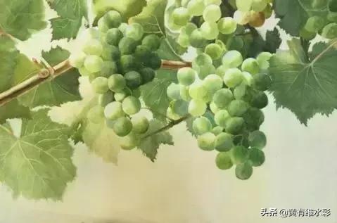 晶莹剔透的葡萄,水彩葡萄图片