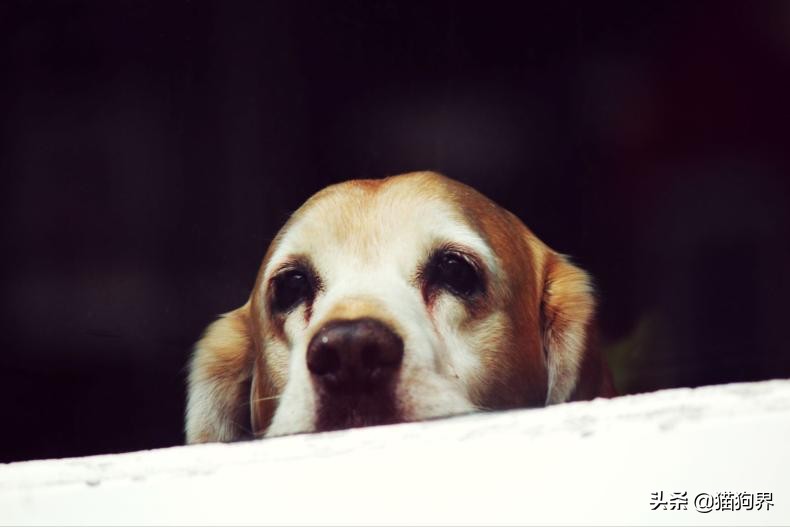 狗狗病了怎么预防传染别的狗狗,狗狗疾病防治常用药