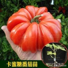 番茄高产栽培技术参考文献,番茄种植技术和管理技术论文