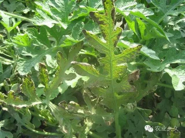 西瓜枯萎病的最佳防治方法,雨后瓜叶伤打什么药