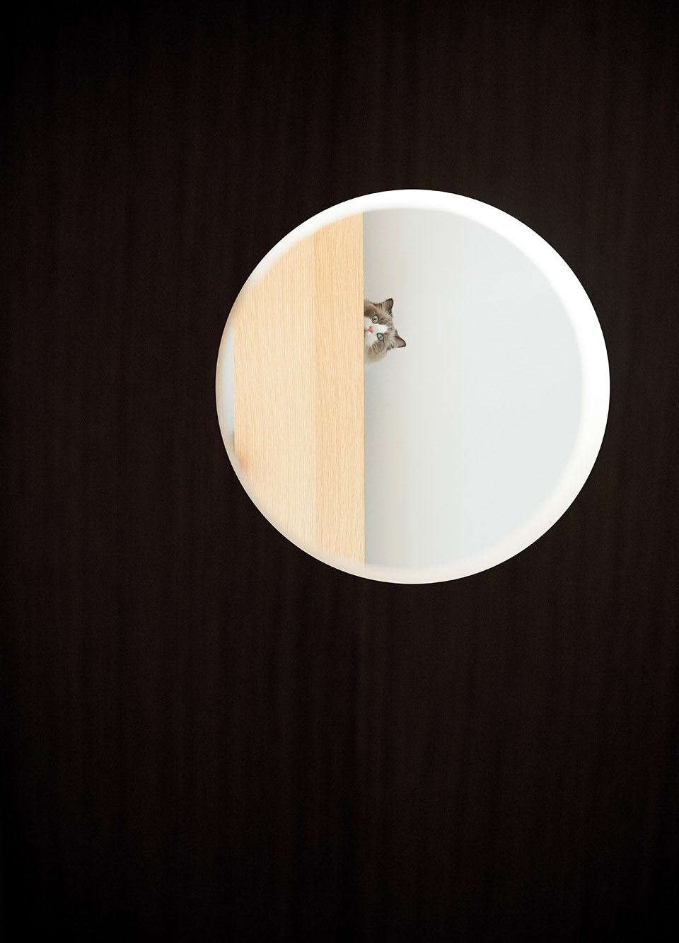 40平米一人一猫之家,一人一猫生活馆