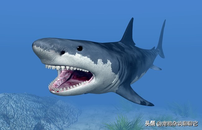 大白鲨危险的海洋掠食,大白鲨是怎么捕食的