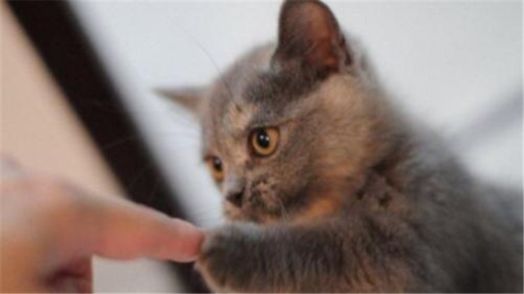 猫咪感冒发烧用啥药品,猫咪药品