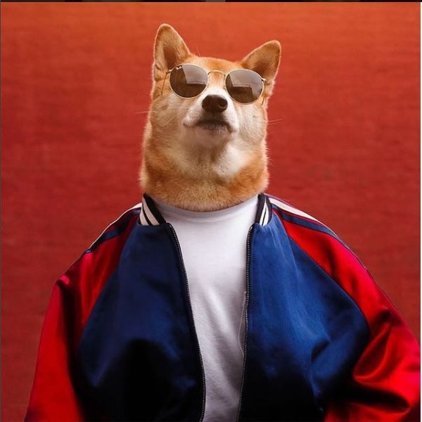 帅到各种时尚大牌求合作，它居然是条狗……你们信吗？