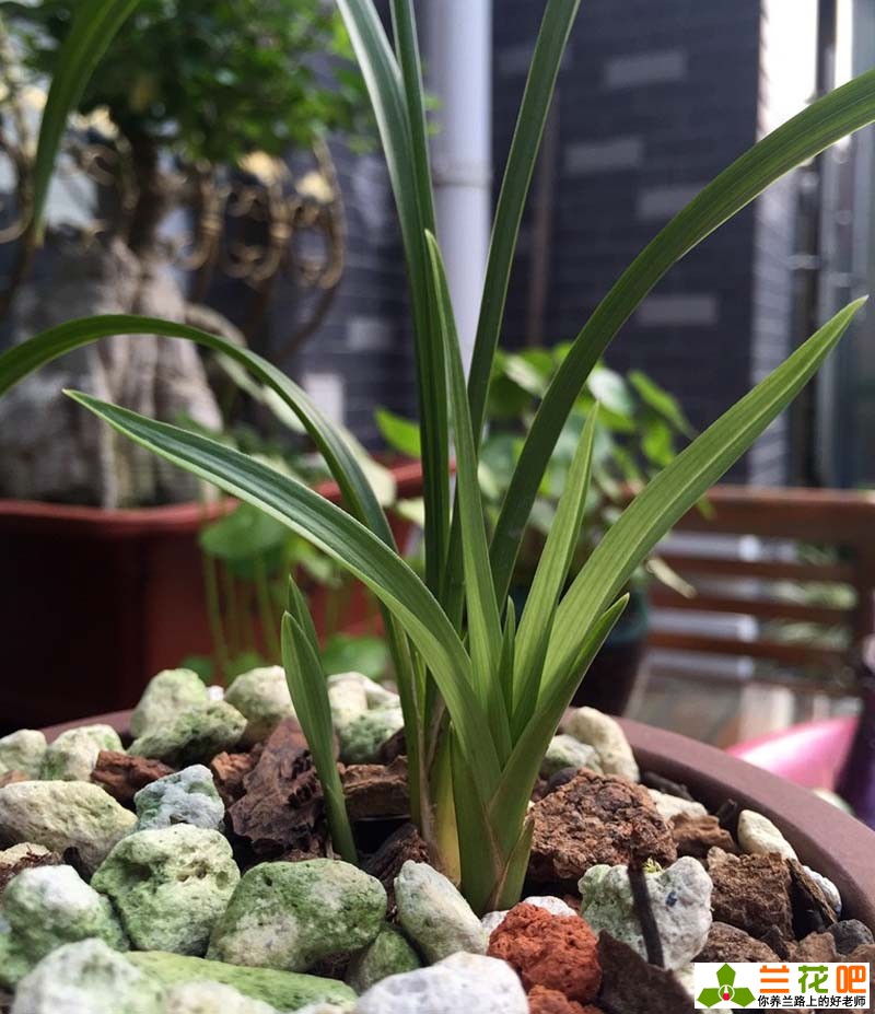 7月份兰花如何管理施肥,7月怎么种兰花