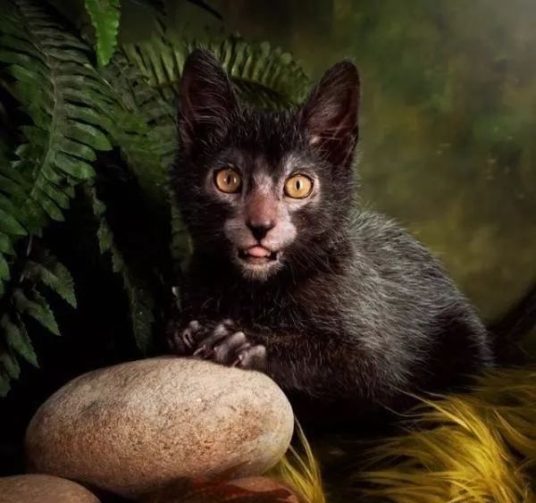 没有攻击性的猫,公认无攻击性的猫你最喜欢哪只