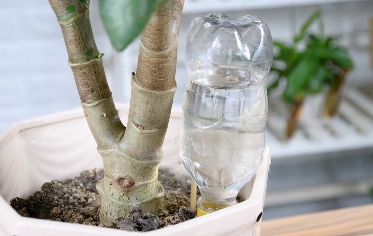 盆栽自做浇水器,户外盆栽自动浇水小妙招