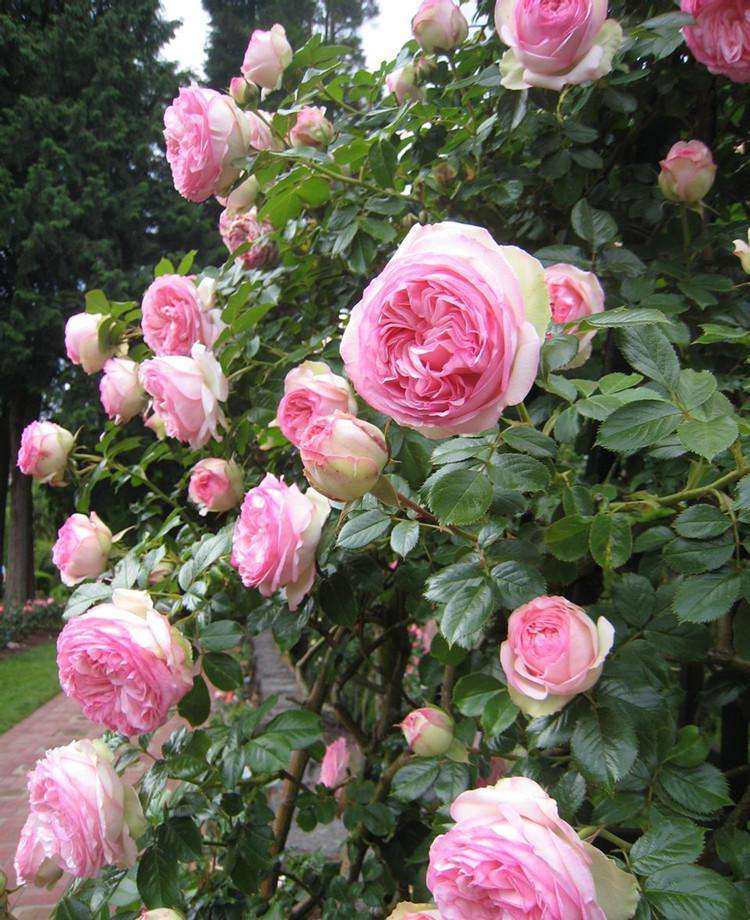爬藤月季3年苗,2米左右的花墙种哪种爬藤月季