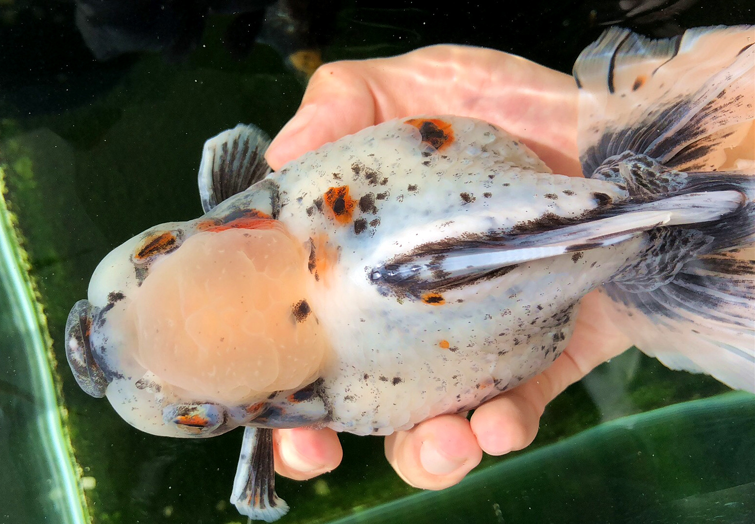 金鱼肚子变大炸鳞是怎么回事,金鱼突然胀肚子炸鳞怎么治疗