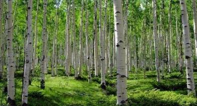 五树进宅人穷家败寓意是什么,五树进宅人穷家败详解