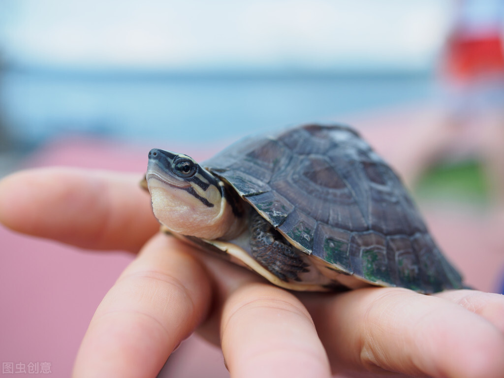 养乌龟的重要事项,养乌龟讲究