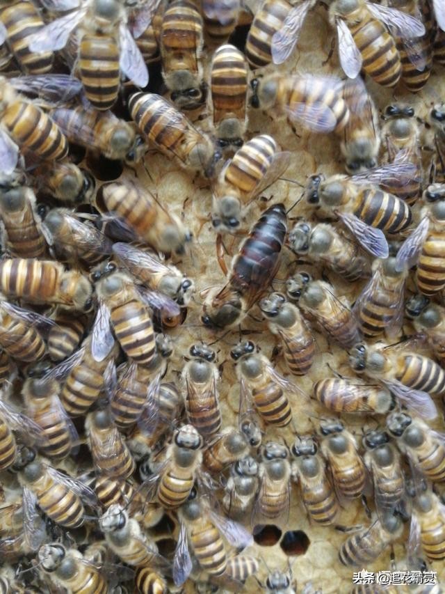 烂子病的症状和治疗方法,烂子病原因