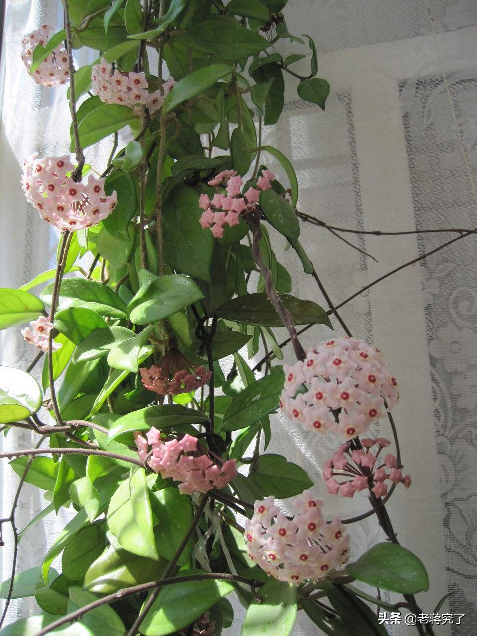 鐞冨叞鍚婂叞瑙嗛鏁欑▼,鐞冨叞鍚婂叞淇壀鍥捐В