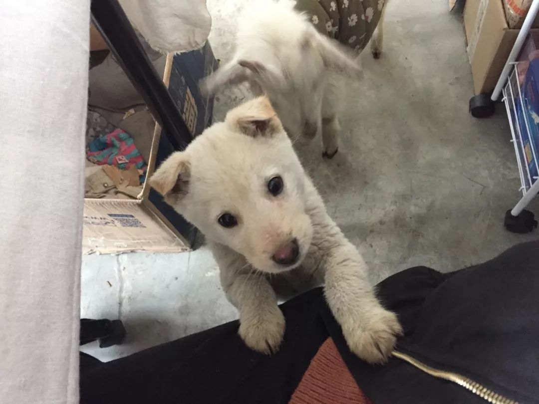 被狗咬出血的伤口怎么处理,被狗咬出血了怎么处理