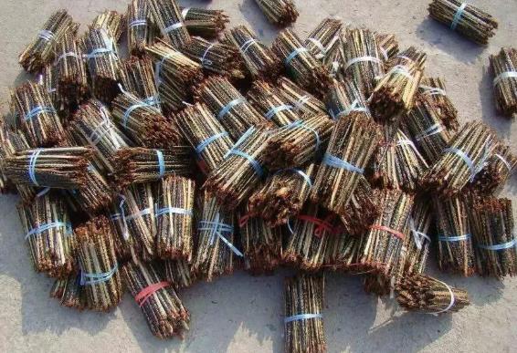 真正的害虫是什么,十大最常见的害虫排名