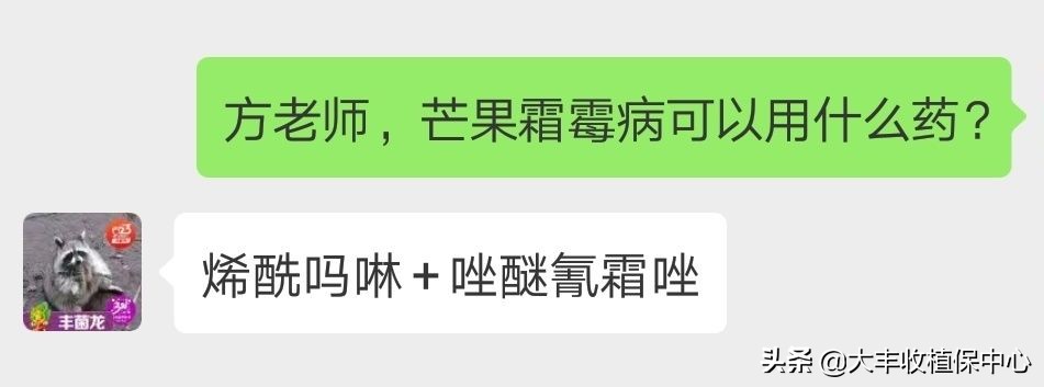 金煌芒果控梢及催花技术,芒果控梢用什么药最佳