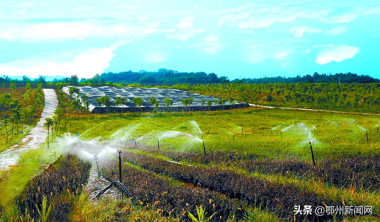 乡镇发展生态产业的思路,东沟有没有发展