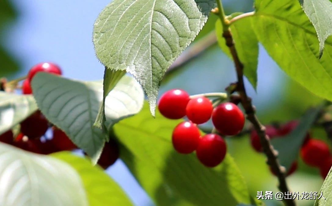 六安车厢沟樱桃,舒城车厢沟樱桃基地