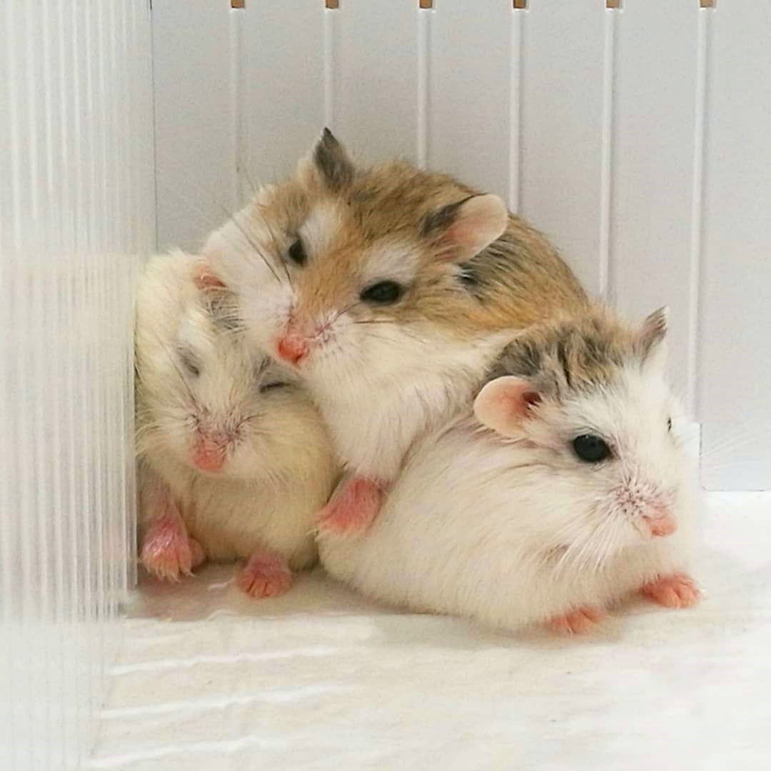 仓鼠宝宝脾气很不好，为了获得主人宠幸，鼠鼠之间闹矛盾了