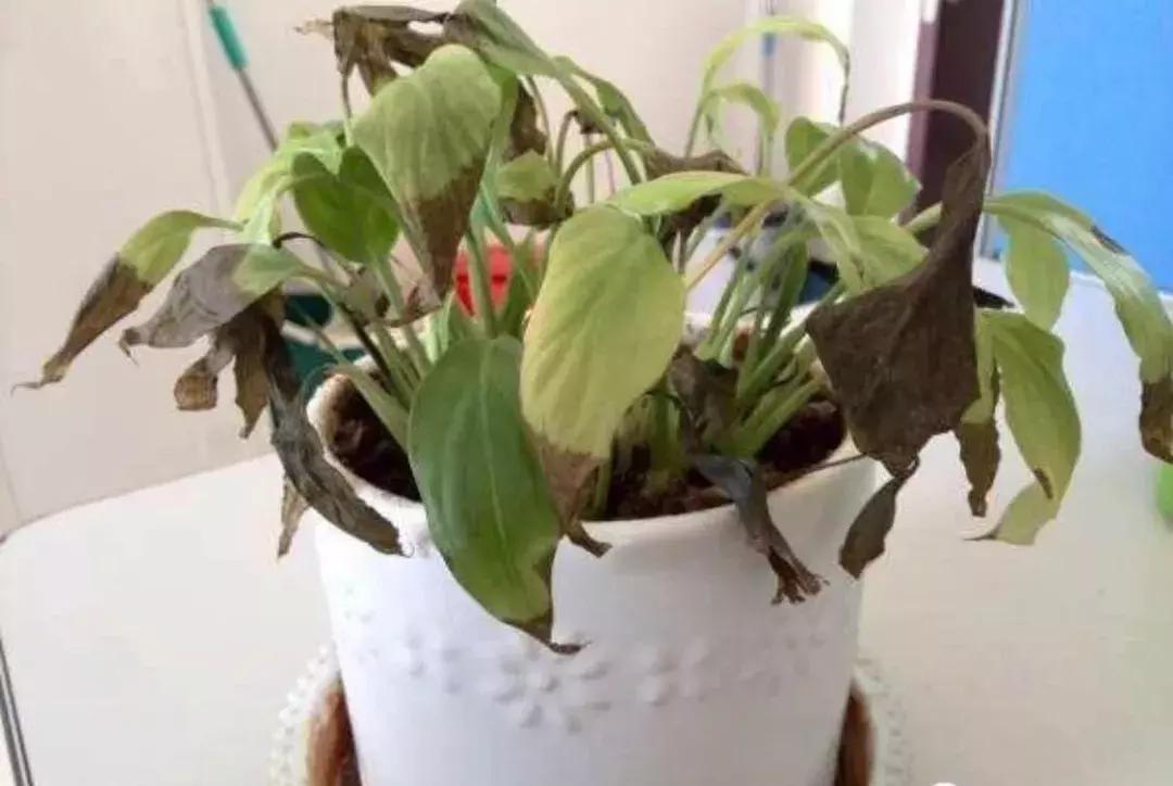 今年破财的最佳解决方法,注意这5种情况别再上当啦