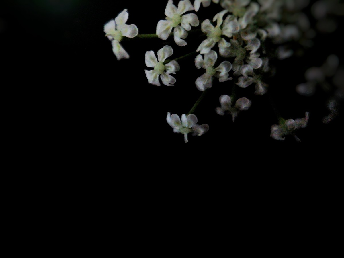 心眼最多但是从不耍心机的星座,性格多变总是让人难以捉摸的星座