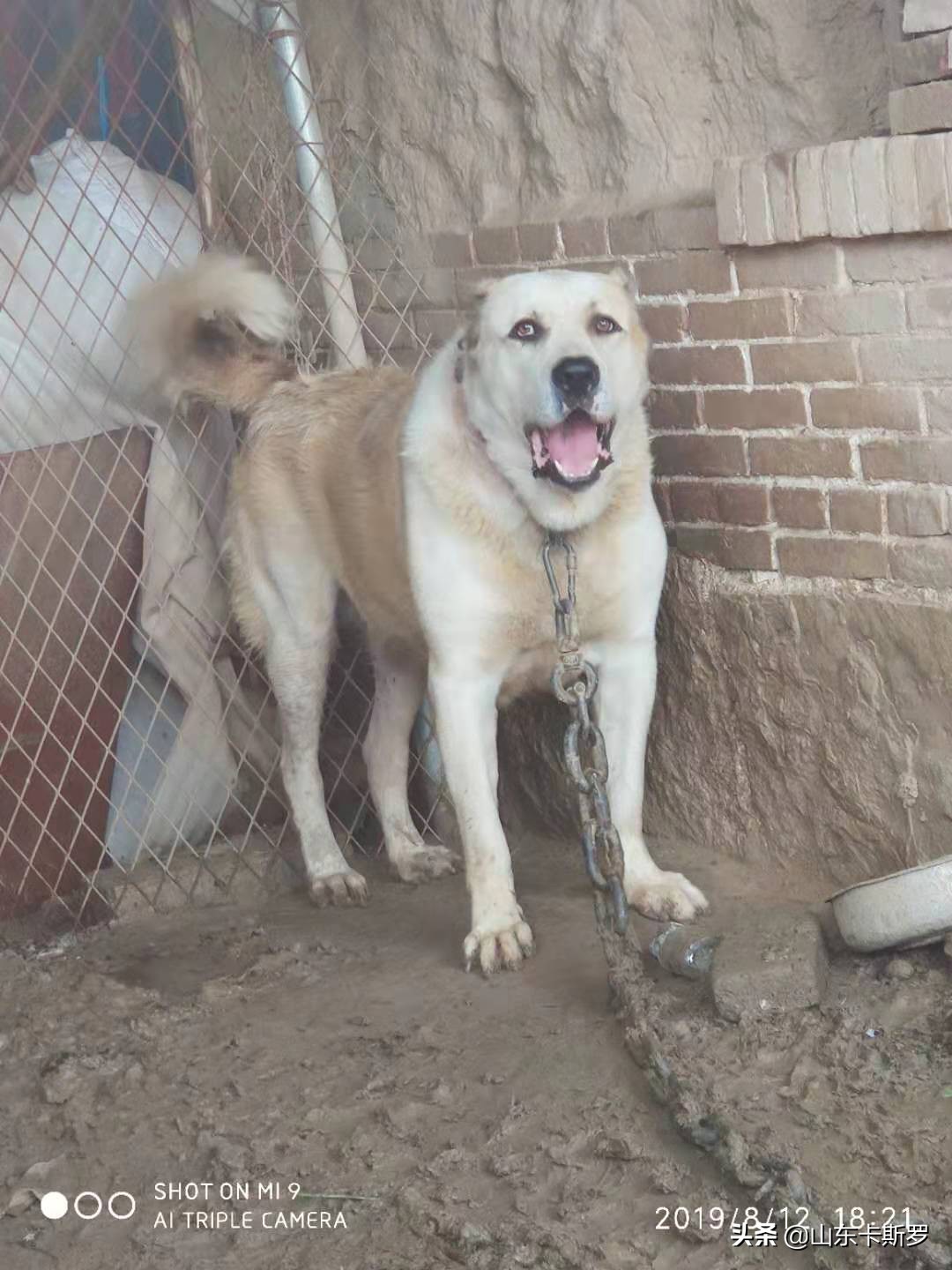 犬种排名史上最凶猛的犬,最具争议的犬种
