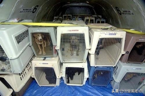 把宠物从国内带到国外要多少钱,把宠物从烟台运到天津