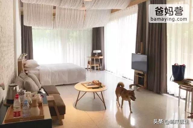 带宠物住宿酒店,带宠旅行酒店