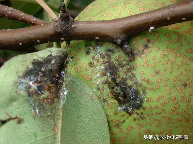 水果套袋为什么还是防不了虫,水果套袋能否防虫害完整实验步骤