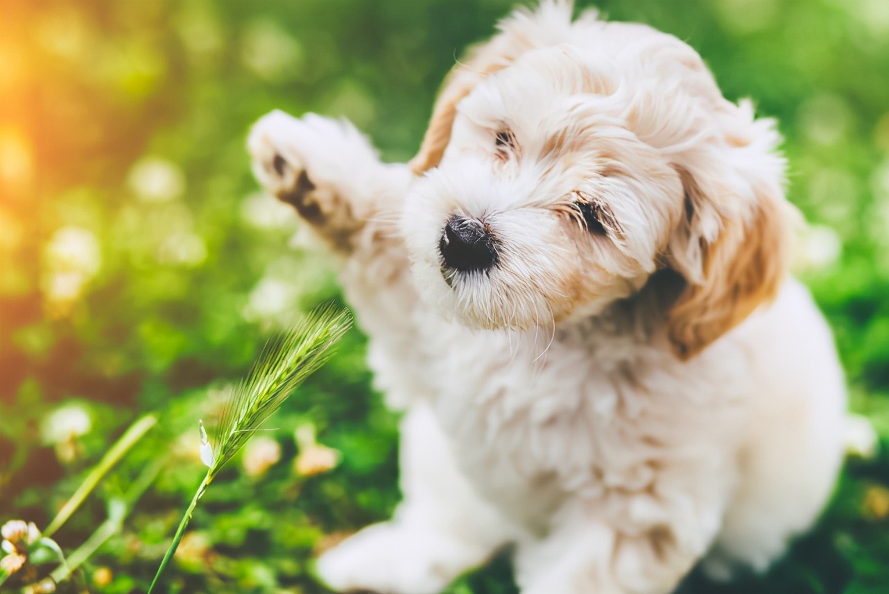 小狗狗补钙如何快速吸收,小狗可以吃什么钙片