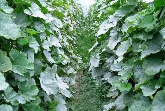 稻粒黑粉病防治药剂,治粉虱最好最快的方法