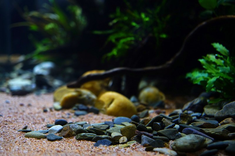 南美水族论坛推荐,南美水草造景论坛