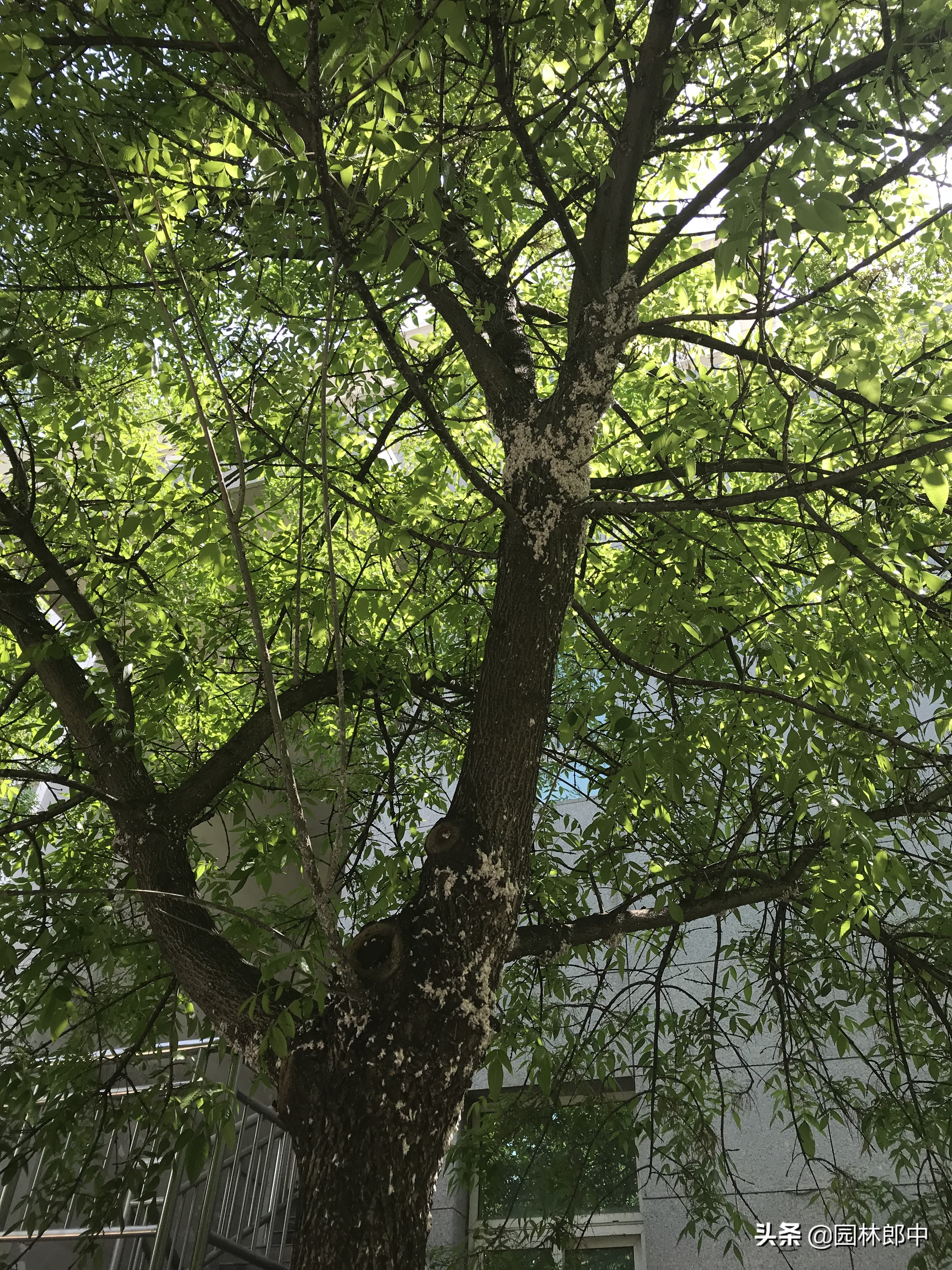 草履蚧用什么药治,防治草履蚧病虫喷药的通知