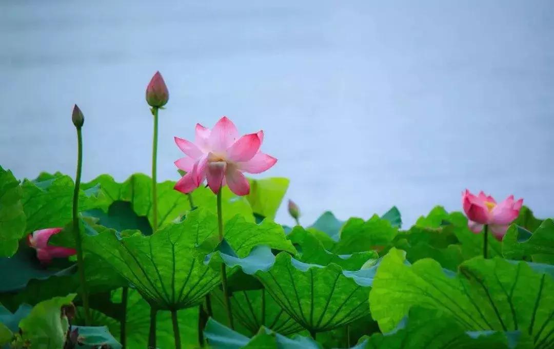 全国十大最佳赏荷好去处,沈阳赏荷花攻略