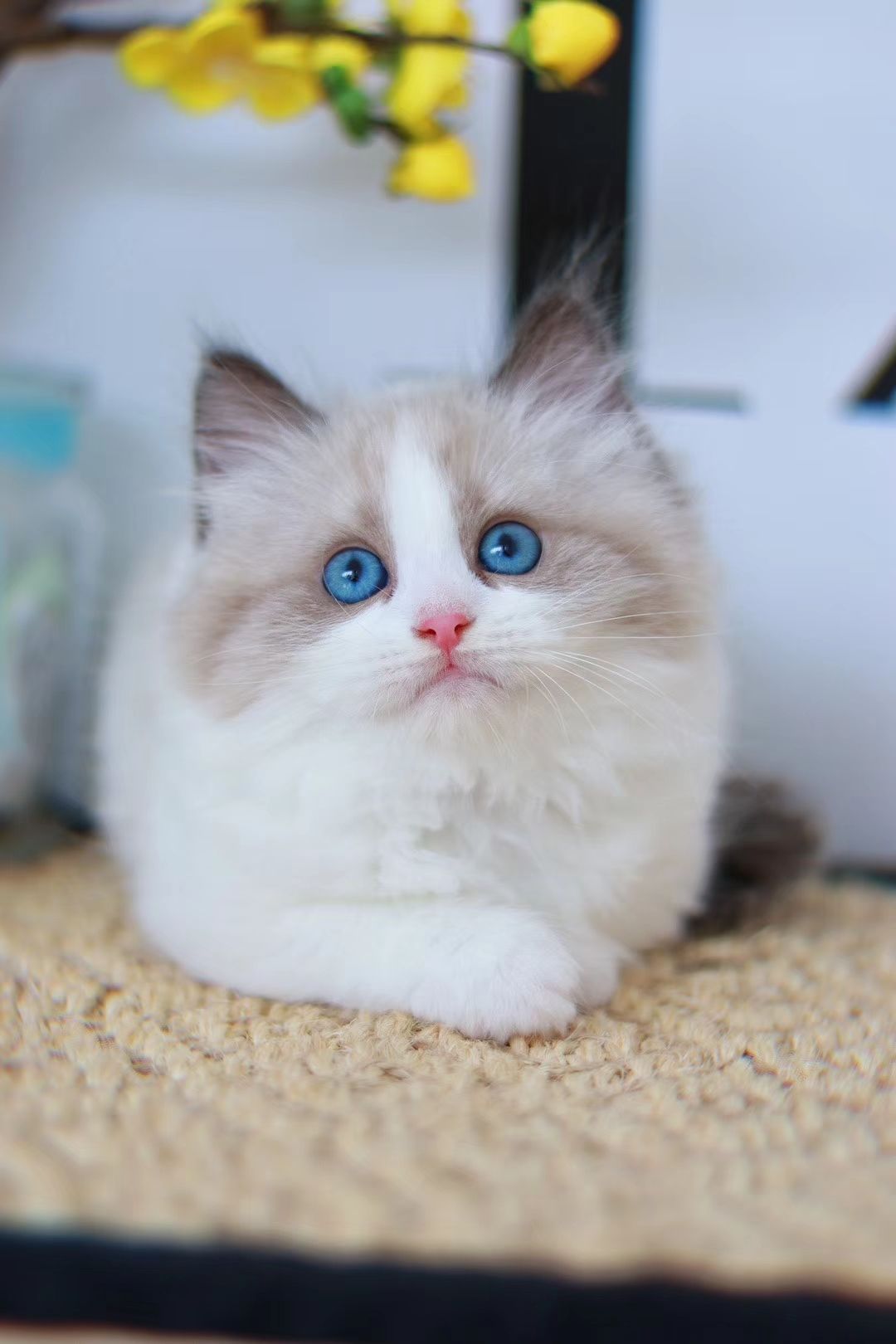 在哪里买布偶猫,最好的布偶猫在哪买