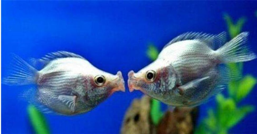 新手养什么鱼干净好,新手养什么鱼比较容易养活