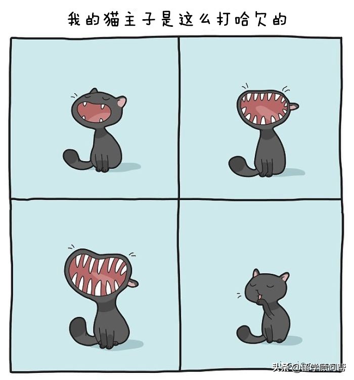 猫主子的日常暹罗猫铲屎官的乐趣,猫吸猫主子的日常