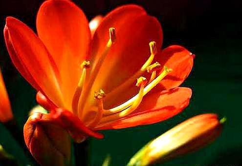 君子兰籽出芽后怎么养护,君子兰结种子期间怎么养护