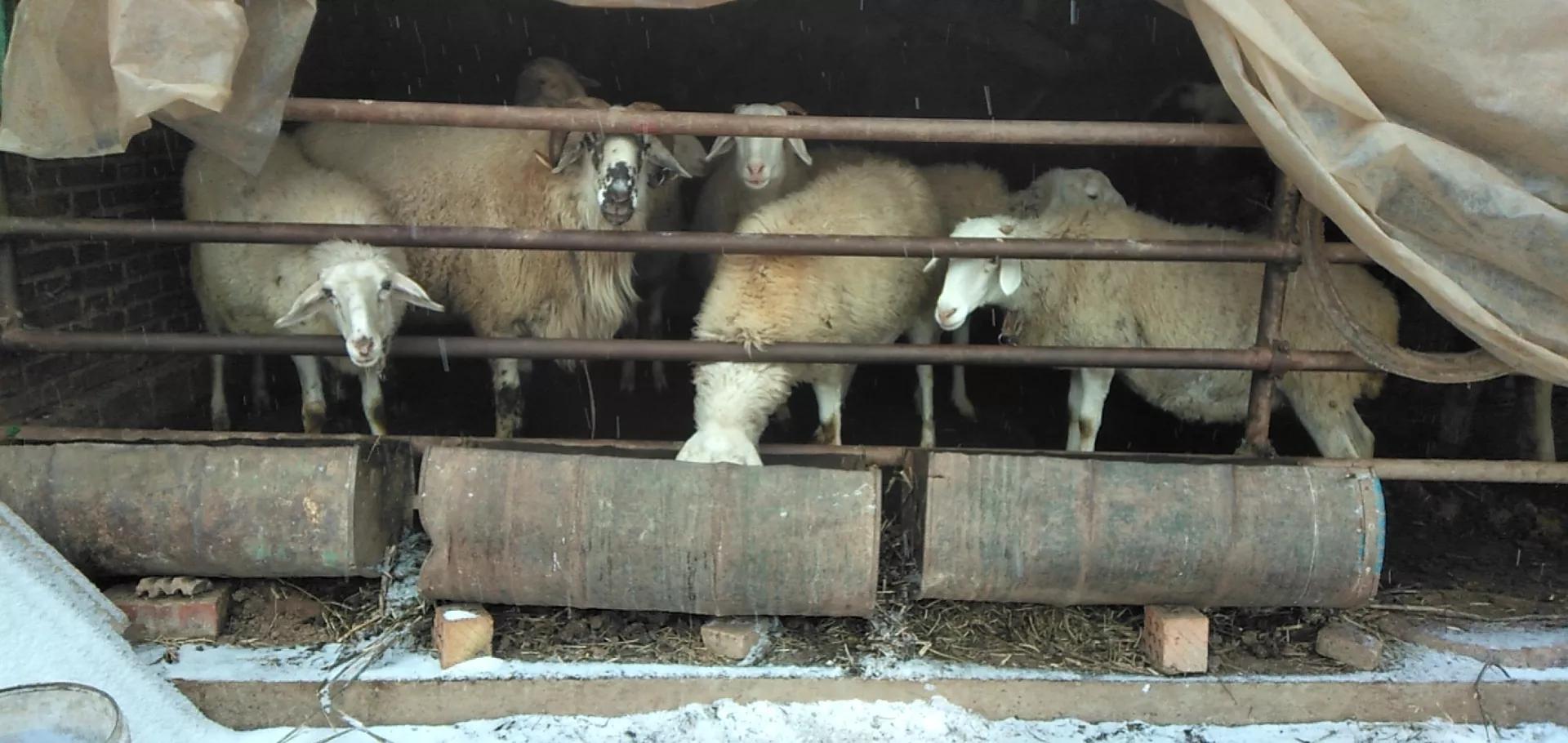 有基础的情况下养牛好还是养羊好,目前是养牛前景好还是养羊前景好