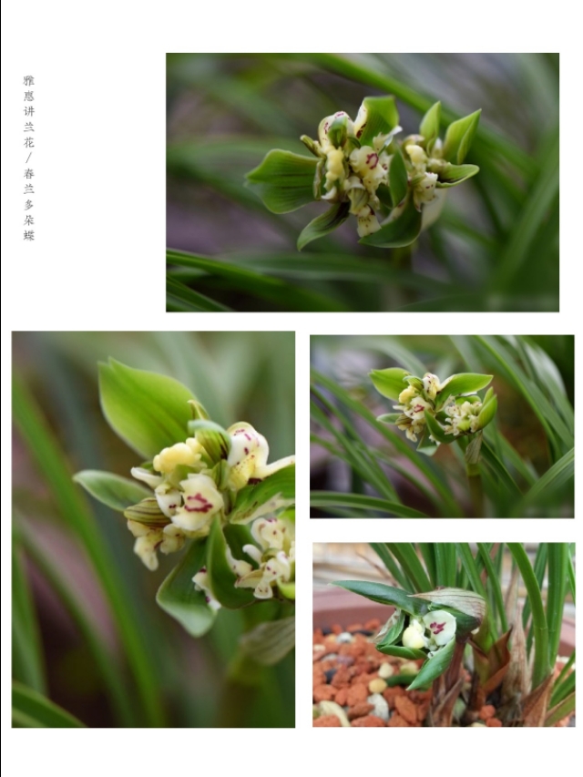 春兰入门级品种介绍：大富贵、环球荷鼎、端秀荷、余蝴蝶等等