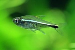 草缸灯鱼专用灯,草缸专用灯防太阳