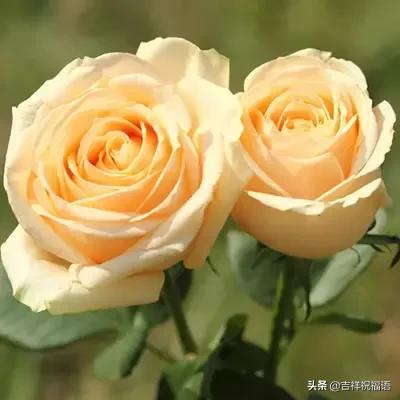 十一朵玫瑰送给好朋友花语,十一朵玫瑰花送给好友