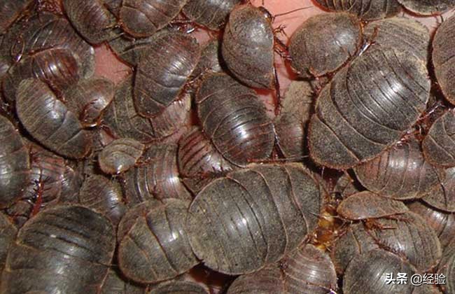 金边土元养殖视频,土元虫养殖赚钱吗