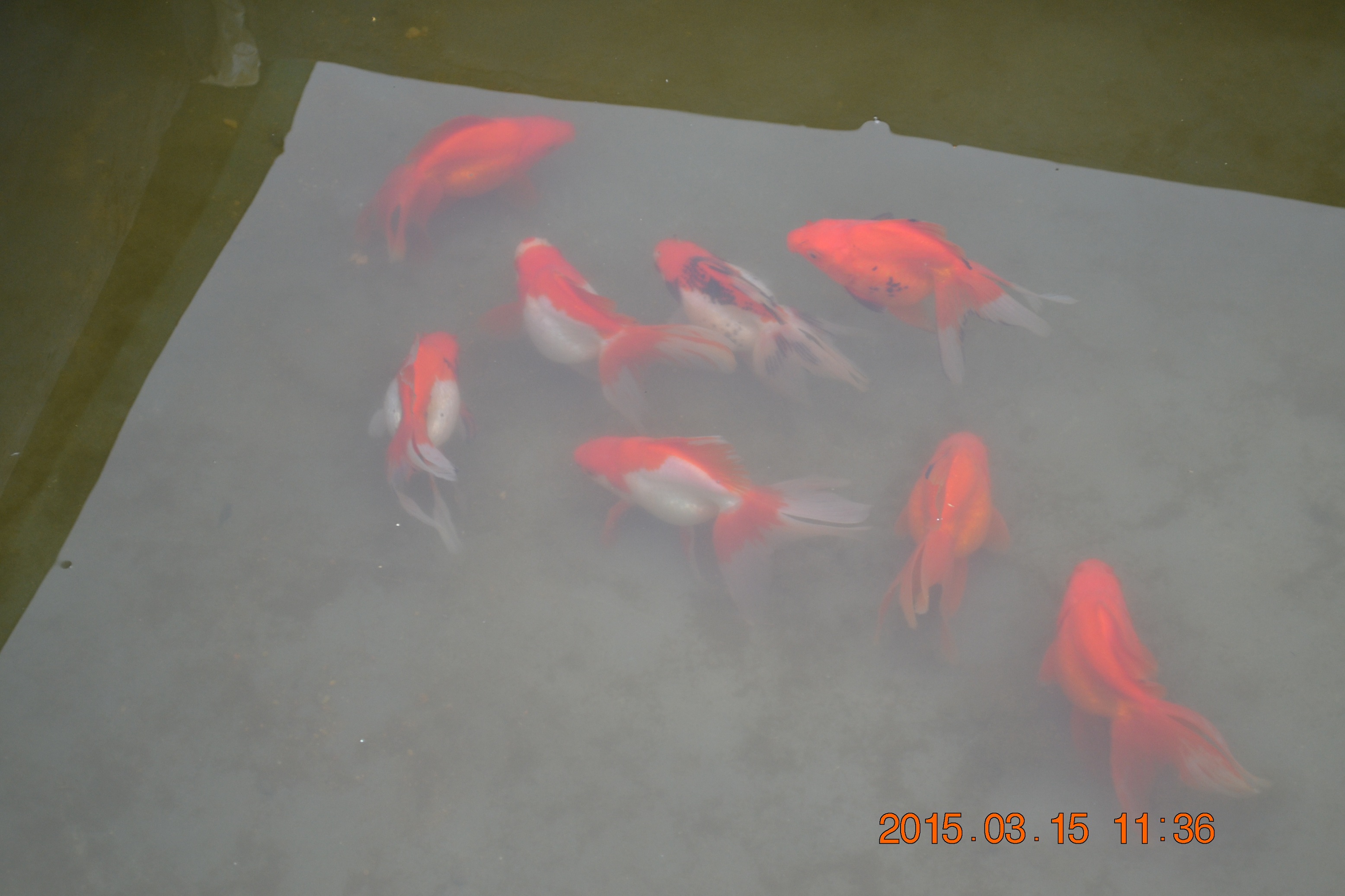 湖南最好的锦鲤养殖基地,湘潭锦鲤养殖