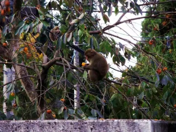 日本乡村田野生活纪录片,日本乡村小镇风景视频