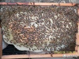 蜂王开产多久产卵量才增多,初产蜂王要过多久产卵量才达正常