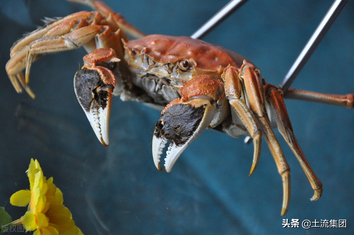 大闸蟹养殖到多大最好呢,大闸蟹养殖方法和条件图解