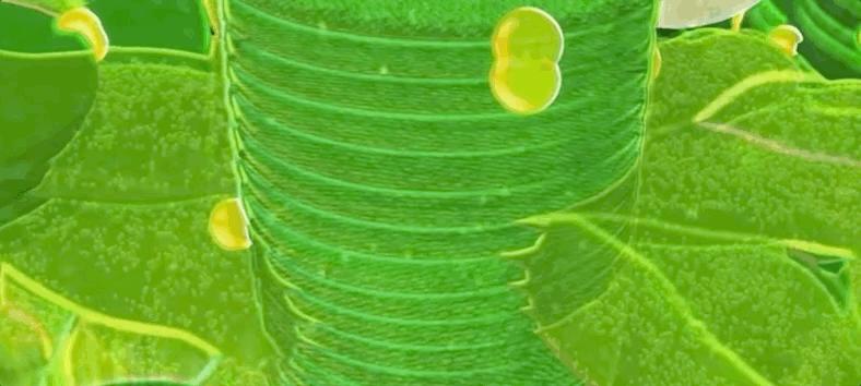 光合作用是什么具体过程,光合作用儿童科普