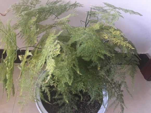 文竹叶子发黄干枯如何补救,文竹叶子发黄的原因与处理方法