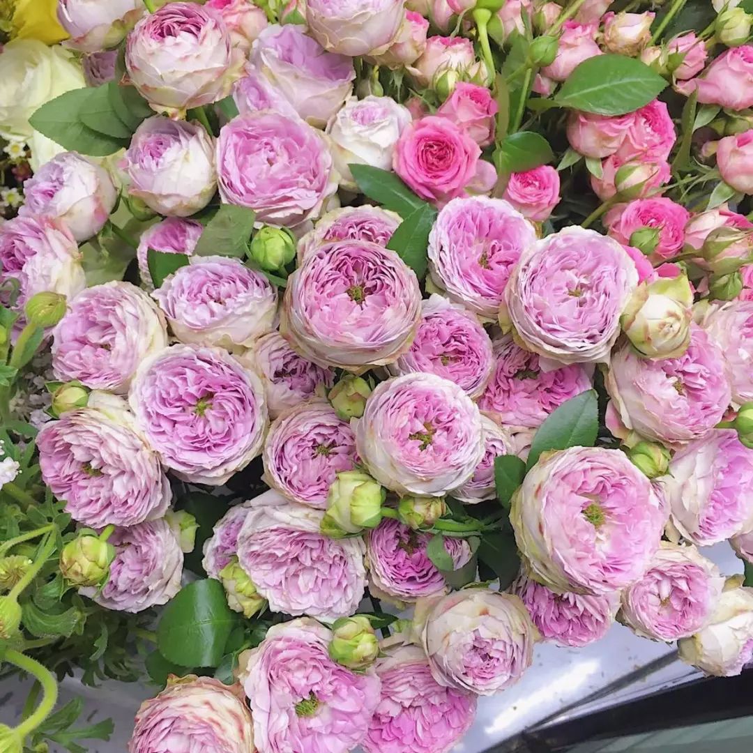 花店必备的5款玫瑰,花店常用的10款玫瑰花是哪些品种